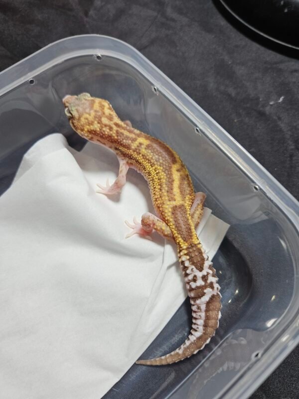 Black Night MS RAPTOR - Betina - B260498