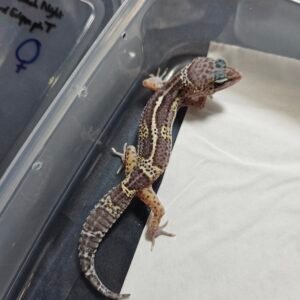 Mack Snow Black Night het Blizzard Eclipse ph Tremper - Betina - B260499 - Line Solid