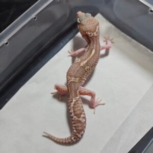 B260502 Mack Snow RAPTOR Black Night Cross - Jantan - B260502