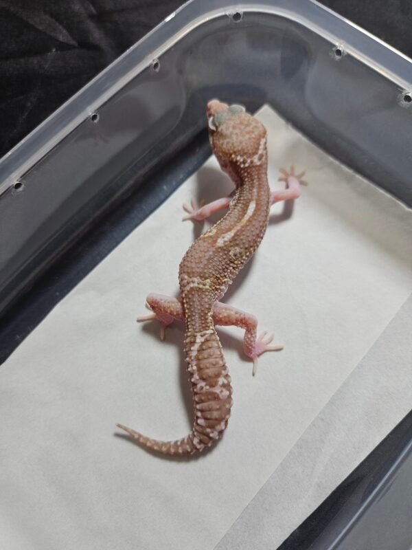 B260502 Mack Snow RAPTOR Black Night Cross - Jantan - B260502