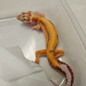 B260503 Gecko Tremper Albino Stripe female
