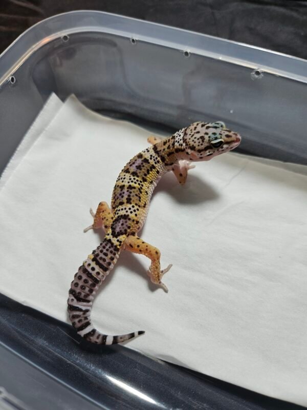 B260504 Wild Type Poss Snow het Tremper PH Blizzard - Betina - B260504