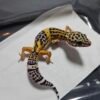 B260510 Tangerine Black Night Cross het Tremper - Betina - B260510