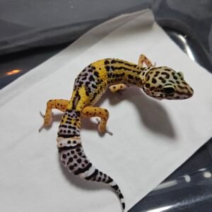 Tangerine Black Night Cross het Tremper - Betina - B260510