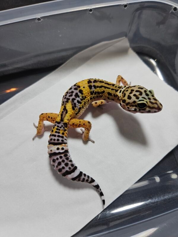 B260510 Tangerine Black Night Cross het Tremper - Betina - B260510