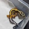 B260513 Bold Stripe het Tremper - Betina - B260513 - Minus, Nice Pattern