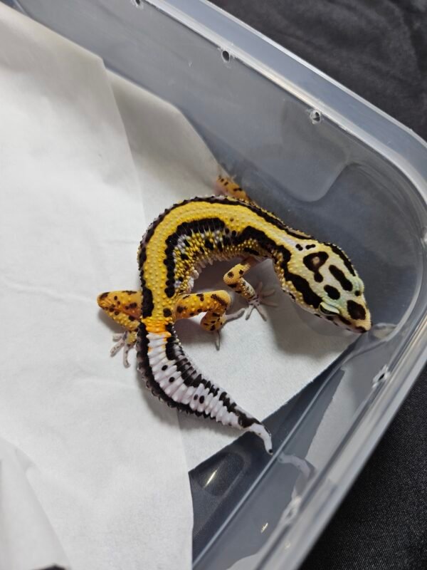 B260513 Bold Stripe het Tremper - Betina - B260513 - Minus, Nice Pattern