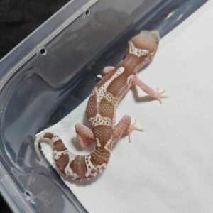 Mack Snow RAPTOR Black Night Cross - Betina - B260514