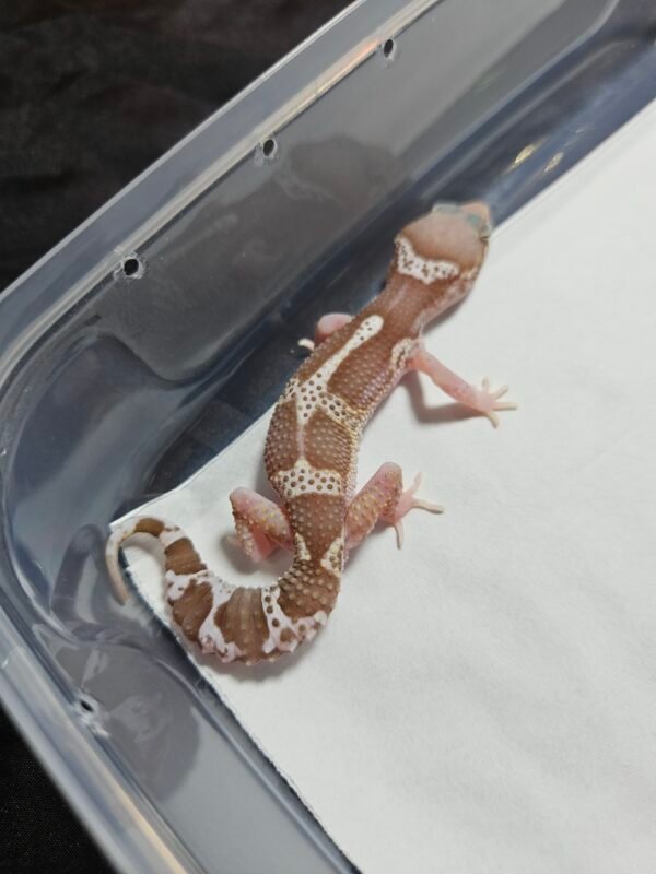 B260514 Mack Snow RAPTOR Black Night Cross - Betina - B260514