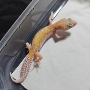 Mack Snow RAPTOR - Betina - B260519