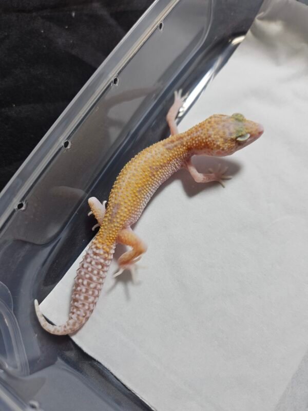 B260519 Mack Snow RAPTOR - Betina - B260519