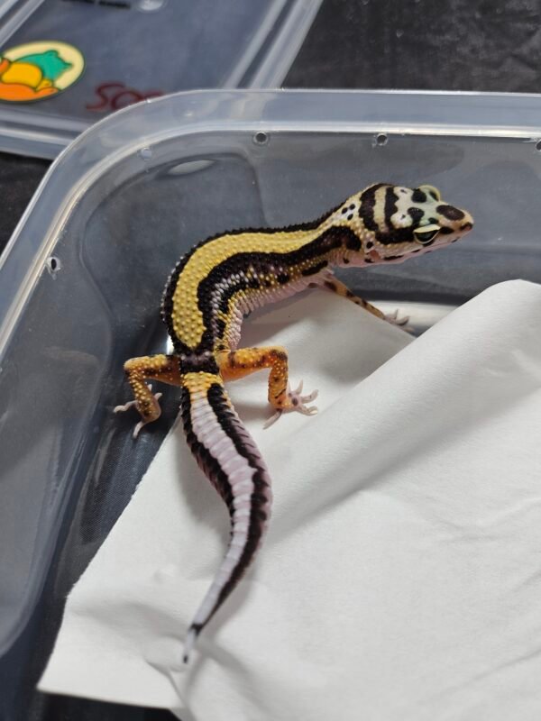 B260522 Gecko Bold Stripe bahan kontes