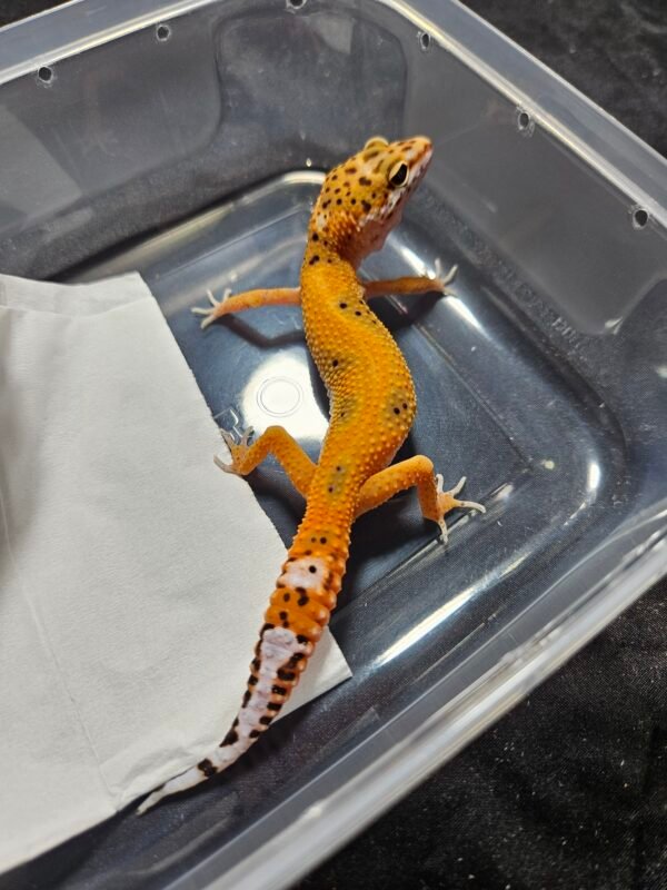 B260523 Gecko Emerine ph Tremper female warna bagus B260523 Gecko Emerine ph Tremper female warna bagus