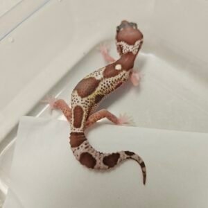 B260560 Gecko Black Night Mack Snow RAPTOR betina