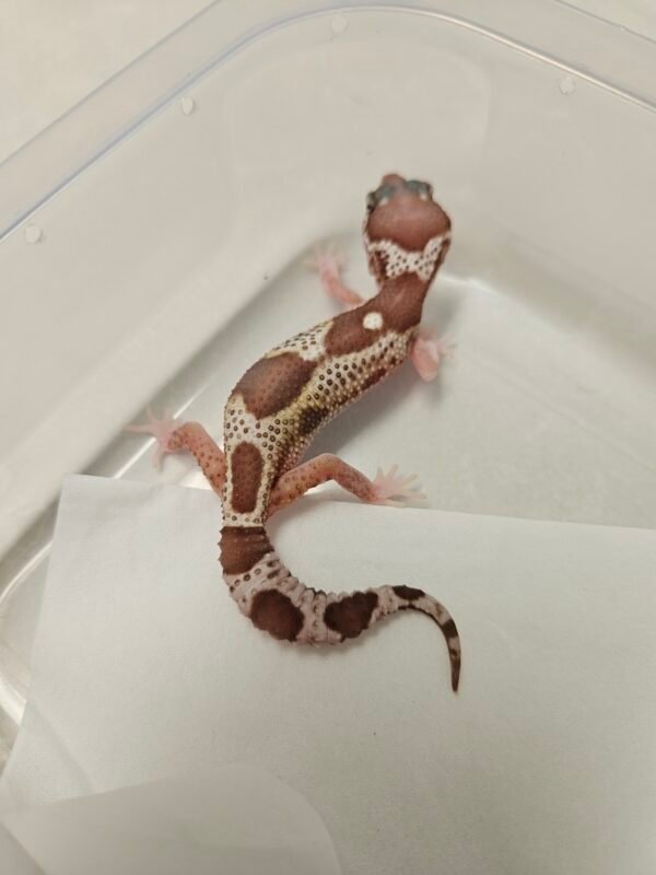 B260560 Gecko Black Night Mack Snow RAPTOR betina