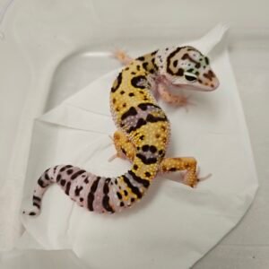 TUG Snow ph Tremper - Betina - B260204