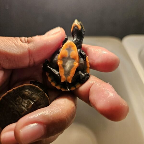 Dada Merah Kura-kura Dada Merah