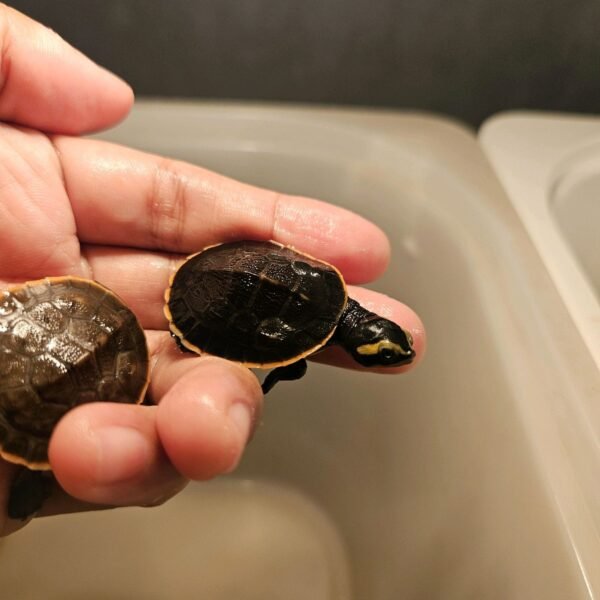 Dada Merah - DAMER Kura-kura Dada Merah