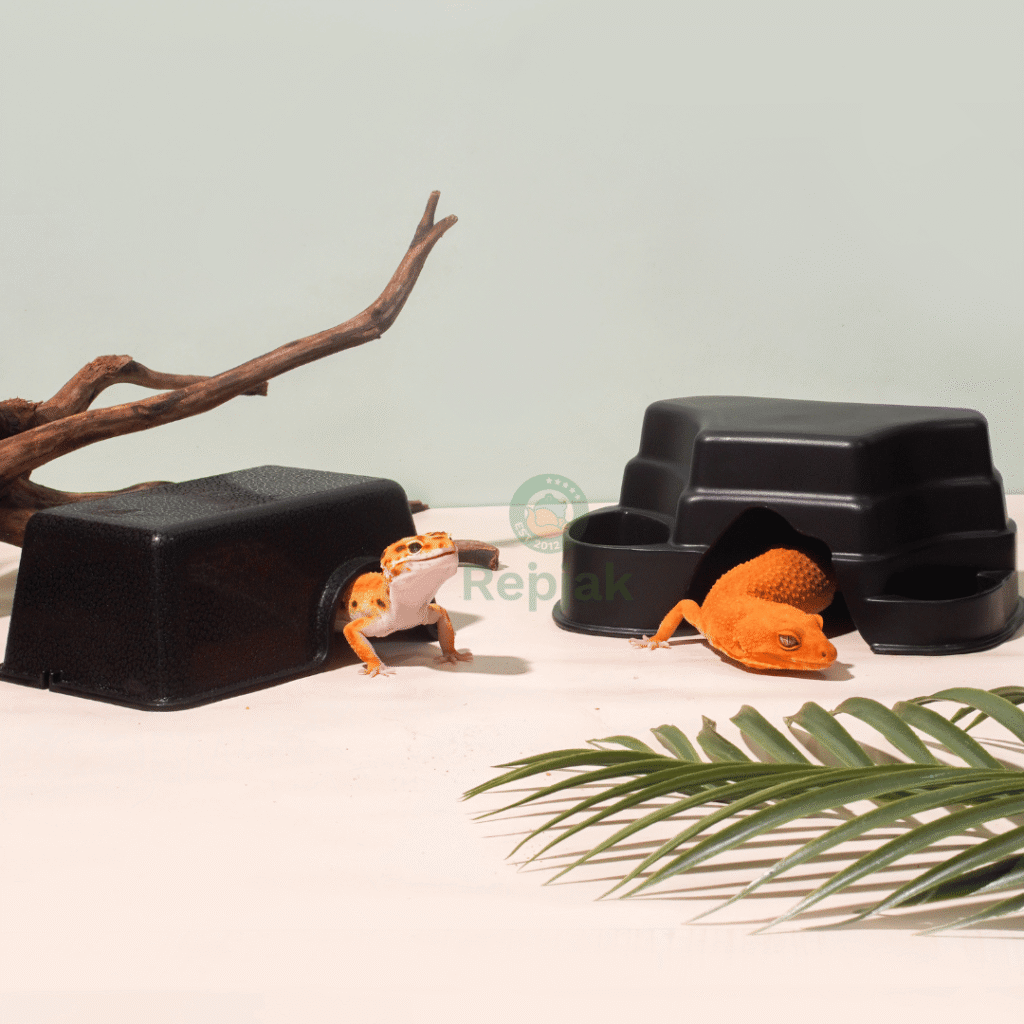 Leopard Gecko, Hiding Cave Gecko