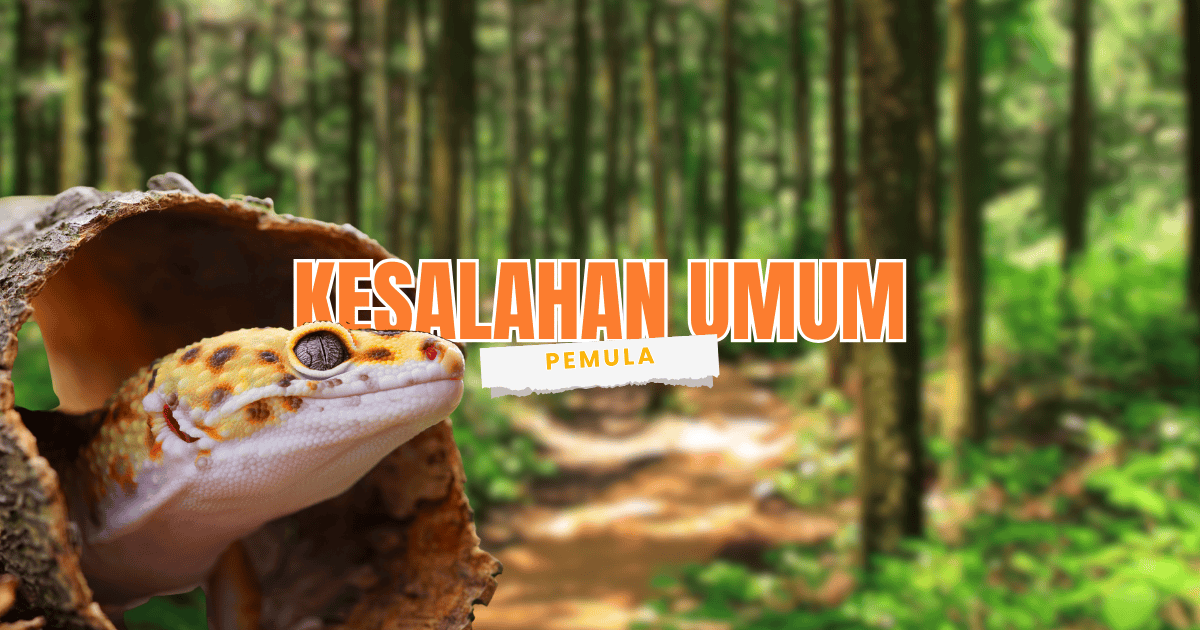 kesalahan umum pemula saat memelihara leopard gecko