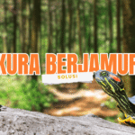 penyebab kura kura air berjamur dan cara mengatasinya