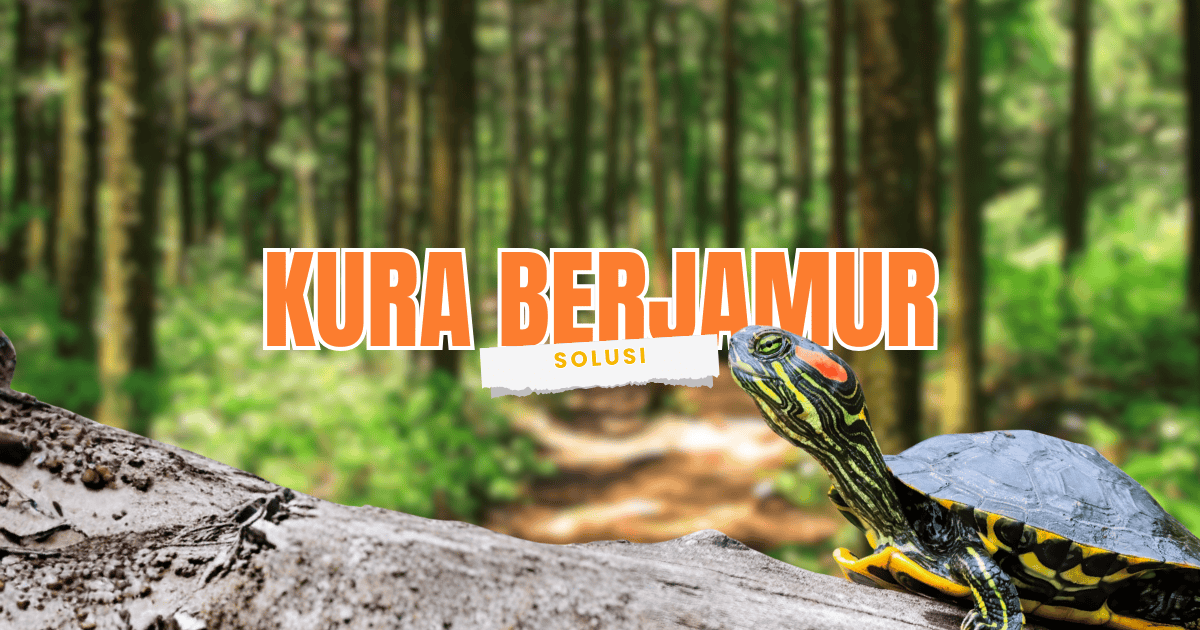 penyebab kura kura air berjamur dan cara mengatasinya