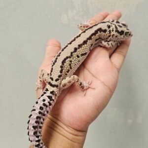 L014 Leopard Gecko Bold Stripe ph Bell Jantan L014 Leopard Gecko Bold Stripe ph Bell Jantan