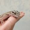 L014 Mata Leopard Gecko Bold Stripe ph Bell Jantan L014 Mata Leopard Gecko Bold Stripe ph Bell Jantan