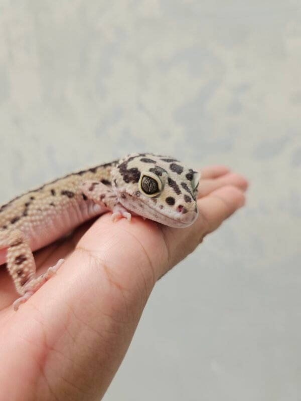 L014 Mata Leopard Gecko Bold Stripe ph Bell Jantan L014 Mata Leopard Gecko Bold Stripe ph Bell Jantan