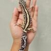 L072 Gecko Bold Stripe ph Tremper Betina L072 Gecko Bold Stripe ph Tremper Betina