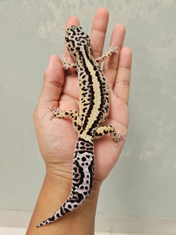 L072 Gecko Bold Stripe ph Tremper Betina L072 Gecko Bold Stripe ph Tremper Betina