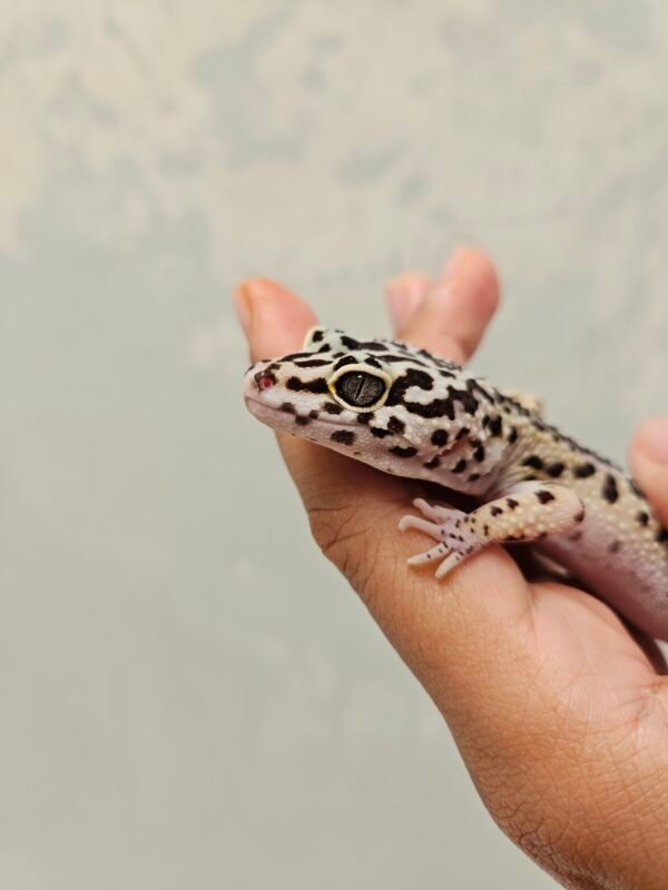 L072 Mata Gecko Bold Stripe ph Tremper Betina L072 Mata Gecko Bold Stripe ph Tremper Betina