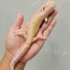 L081 Gecko White & Yellow Mack Snow Tremper Stripe het RAPTOR Betina