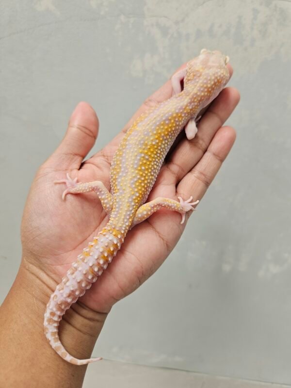 L081 Gecko White & Yellow Mack Snow Tremper Stripe het RAPTOR Betina