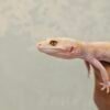 L081 Mata Gecko White & Yellow Mack Snow Tremper Stripe het RAPTOR Betina