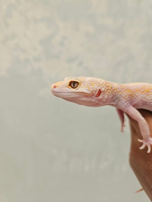 L081 Mata Gecko White & Yellow Mack Snow Tremper Stripe het RAPTOR Betina