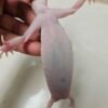 L081 OVULASI Gecko White & Yellow Mack Snow Tremper Stripe het RAPTOR Betina