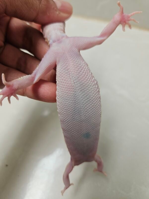 L081 OVULASI Gecko White & Yellow Mack Snow Tremper Stripe het RAPTOR Betina