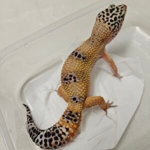L136 Gecko Hypo Tangerine Black Night Cross betina L136 Gecko Hypo Tangerine Black Night Cross betina