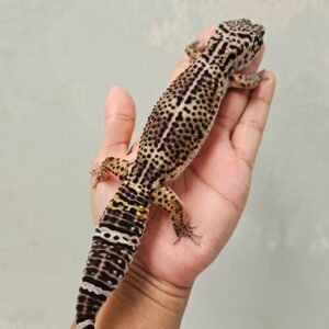 L137 Leopard Gecko Black Night ph Tremper Betina