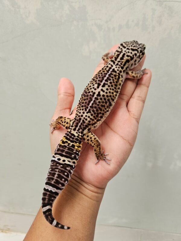 L137 Leopard Gecko Black Night ph Tremper Betina L137 Leopard Gecko Black Night ph Tremper Betina