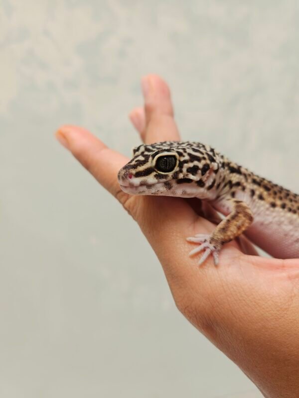 L137 Mata Gecko Black Night ph Tremper Betina L137 Mata Gecko Black Night ph Tremper Betina
