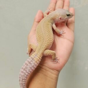 L170 Indukan Gecko Black Night Murphy's Patternless ph Tremper Betina L170 Indukan Gecko Black Night Murphy's Patternless ph Tremper Betina