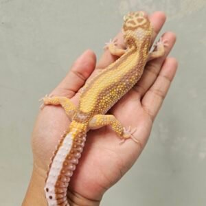 L181 Leopard Gecko Tremper Bold Stripe Betina L181 Leopard Gecko Tremper Bold Stripe Betina