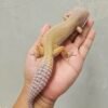 L194 Leopard Gecko Cotton Black Night Cross ph Tremper Betina L194 Leopard Gecko Cotton Black Night Cross ph Tremper Betina