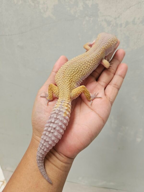 L194 Leopard Gecko Cotton Black Night Cross ph Tremper Betina L194 Leopard Gecko Cotton Black Night Cross ph Tremper Betina