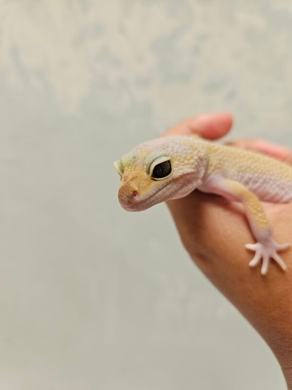 L194 Mata Gecko Leopard Gecko Cotton Black Night Cross ph Tremper Betina L194 Mata Gecko Leopard Gecko Cotton Black Night Cross ph Tremper Betina