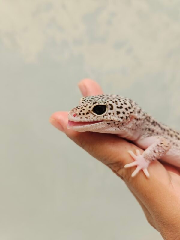 L196 Mata Gecko Mack Snow Eclipse Black Night Cross het Blizzard ph T Betina L196 Mata Gecko Mack Snow Eclipse Black Night Cross het Blizzard ph T Betina