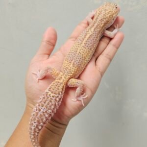 L203 Gecko Mack Snow RAPTOR Black Night Cross Betina L203 Gecko Mack Snow RAPTOR Black Night Cross Betina