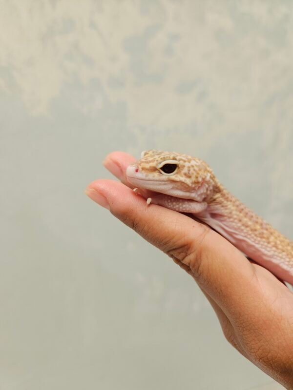 L203 Mata Gecko Mack Snow RAPTOR Black Night Cross Betina